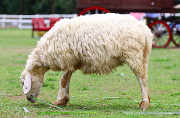 Fototapeta premium Sheep And Grassland