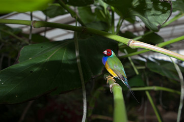 Beautiful Gouldian Finch