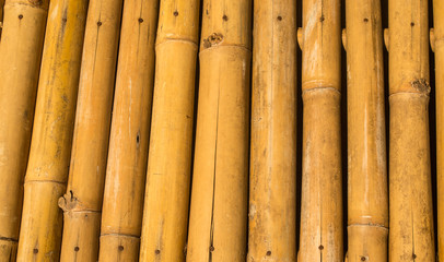 bamboo background