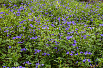 Fototapeta premium Purple flowers