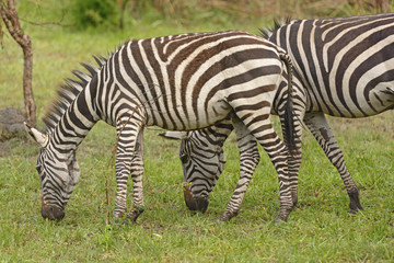 Fototapeta na wymiar Young Zebra with adult in the forest