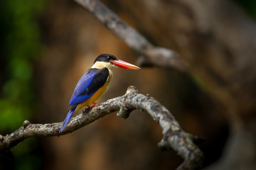 Rgiht side  of Stork-billed Kingfisher  on the branch