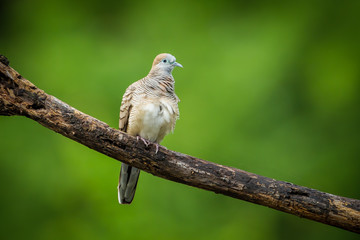 Zebra dove bird  catch on the wood