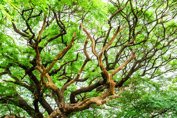 Fototapeta na wymiar tree branch and green leaves