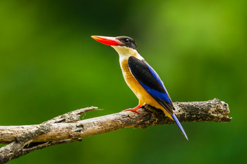 Beautiful Black-capped Kingfisher (Halcyon pileata)