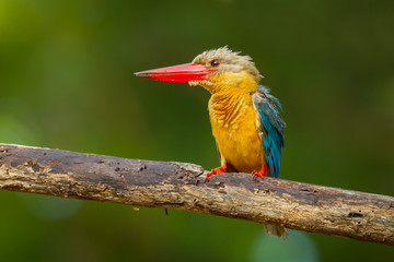 Stork-billed Kingfisher spread her feather