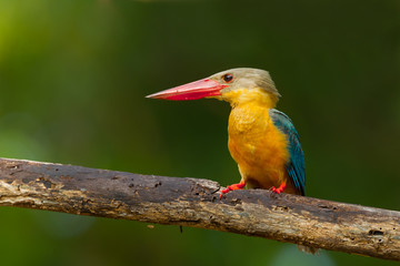 Left side close up of Stork-billed Kingfisher
