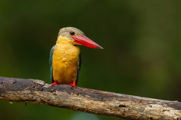 Stork-billed Kingfisher (Pelargopsis capensis)on the branch