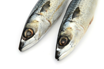 Fresh fish Mackerel, tuna, saba