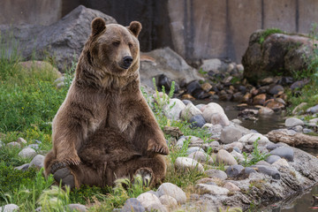 Naklejka premium grizzly bear