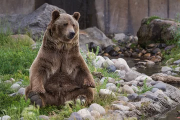 Deurstickers grizzly bear © wollertz