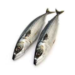 Fresh fish Mackerel, tuna, saba