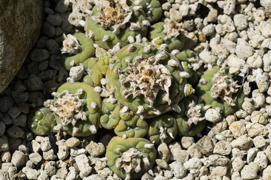 Lophophora tiegleri, CACTACEAE, Mexico