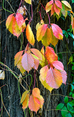 Yellow, red and green Virginia Creeper leaves on a maple trunk in autumn