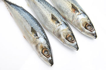 Fresh fish Mackerel, tuna, saba