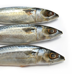 Closeup of Fresh fish Mackerel, tuna, saba