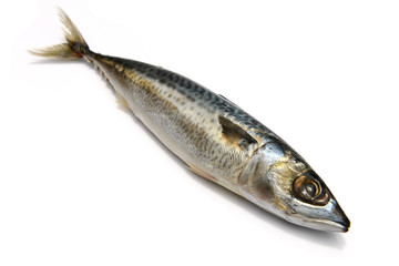 Closeup of Fresh fish Mackerel, tuna, saba