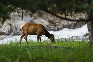 Naklejka na ściany i meble feeding elk in yellowstone