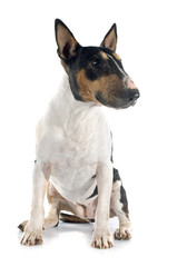 bull terrier