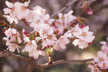 japan sakura cherry blossom