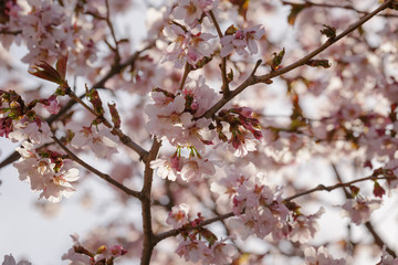 japan sakura cherry blossom