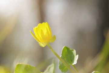 small yellow flower blossom on meadow
