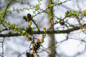 small buds on larch tree