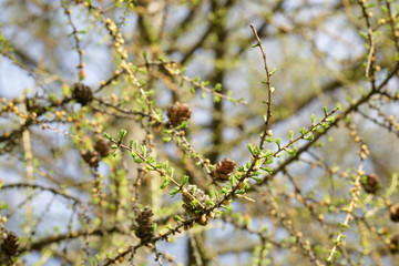 small buds on larch tree