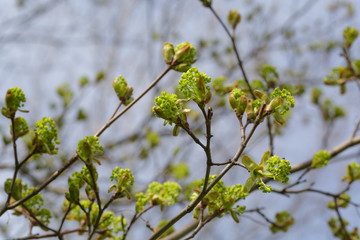 first maple tree buds