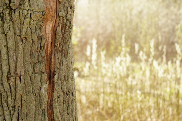 Obraz premium spring in natural park