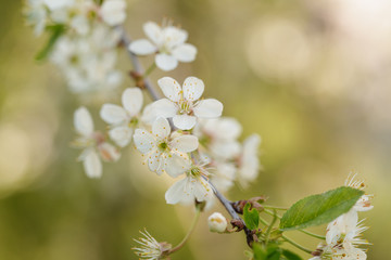 close up photo of white cherry flowers