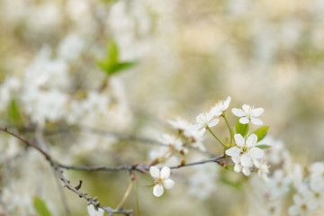 close up photo of white cherry flowers