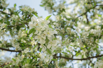 apple tree blossom with white flowers