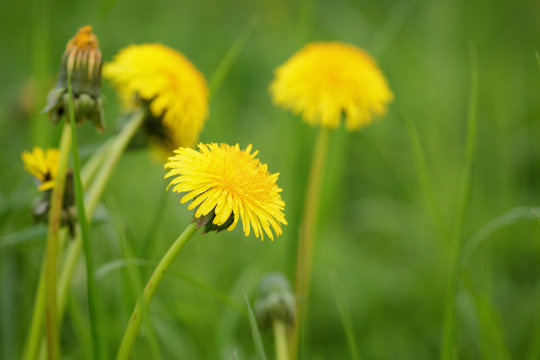 Yellow Summer Dandelion Flowers