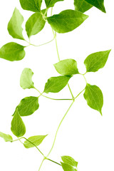 Fototapeta premium Green leaves of a young plant are isolated on a white background