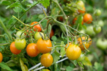 small tomatoes