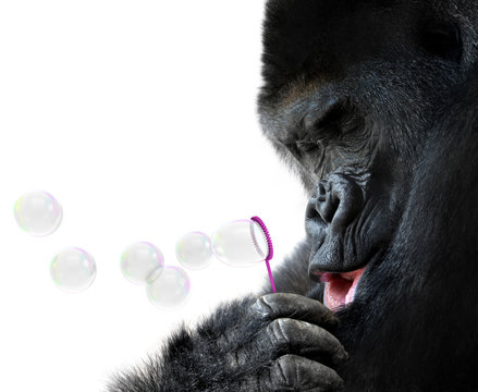 Animal portrait of a gorilla blowing bubbles with a wand