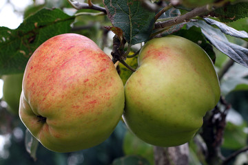 fresh red apples on a tree