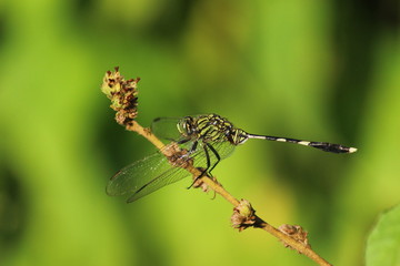 Dragonfly