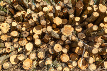 front view of stacked wood