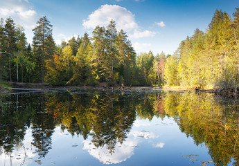 Fototapeta na wymiar forest with reflection in a lake