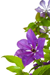 Фиолетовый вьюн