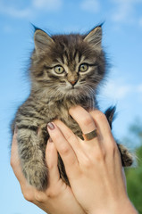 Котенок в руках