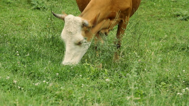Cows grazing on pasture and eating green grass