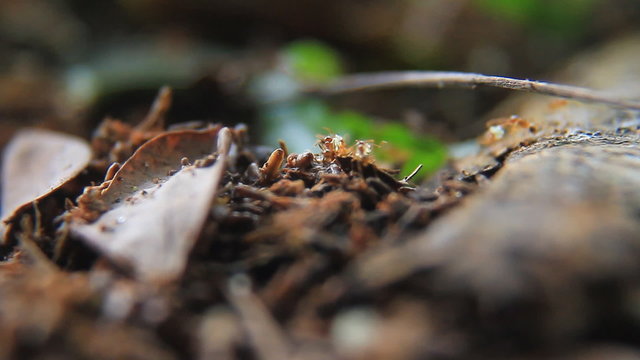Ant Trail in the forest