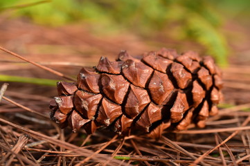 pine cones on the ground in pine forest,Thailand