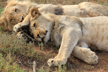 Two young lion brothers cuddling, hugged on the ground