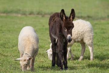l'&acirc;non et les brebis