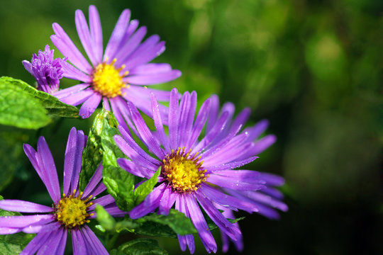 Aster in the morning with dew drops