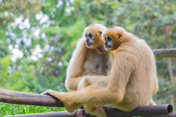 Portrait  couple of white gibbon in the jungle
